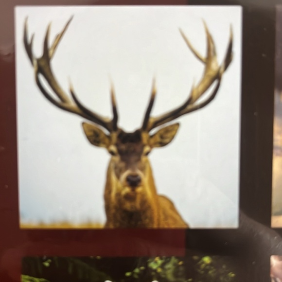 North America Wild Life 2025 12 Month Calendar NIP - Picture 5 of 16